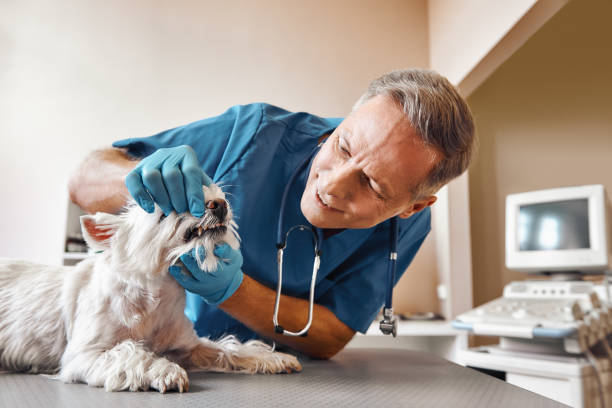 Best Dentist Open Late Near Me  in Monmouth, IL